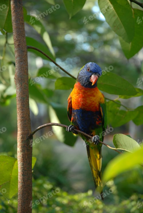 Preview: Rainbow Lorikeet