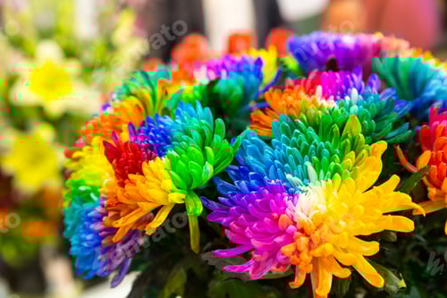 Preview: Multicolored marguerites