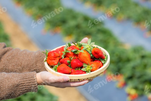 Preview: Basket of the strawberry in the farm