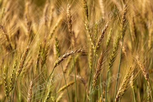 Preview: Barley Field in Sunset