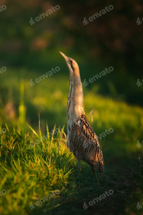 Preview: Eurasian bittern Botaurus stellaris