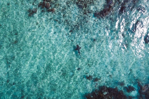 Preview: Aerial view of a shark swimming in the ocean