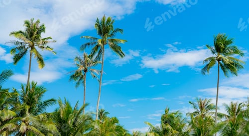 Preview: Coconut tree against blue sky and white clouds. Summer and paradise beach concept. Tropical coconut