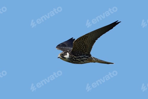 Preview: Eurasian hobby (Falco subbuteo)