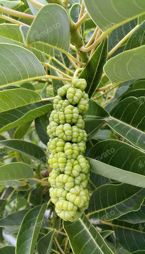 Preview: Branches with fruits of Phytolacca dioica