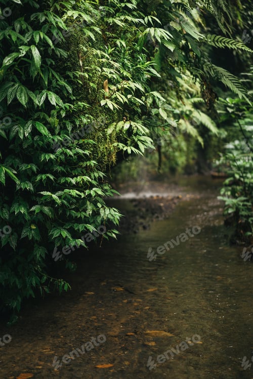 Preview: scenic view of empty path and green plants in ubud, bali, indonesia