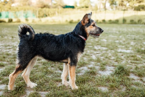 Preview: 2 dogs playing with a toy ball in a park in summer.