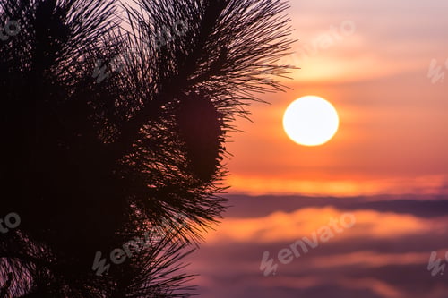 Preview: Pine tree branches at sunset