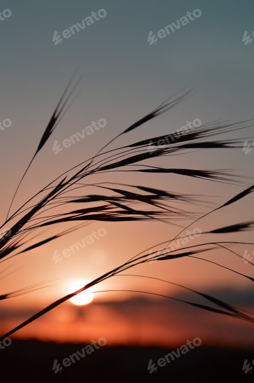 Preview: Sunset silhouette