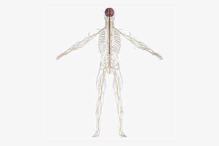 Preview: Human Nervous System Anatomy