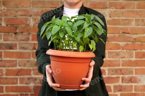 Preview: Man holding a small orange pot with a young pepper seedling, symbolizing growth