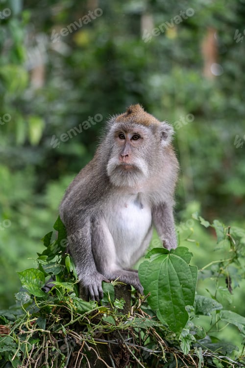 Preview: Portrait of one monkey at Sangeh monkey forest in Bali near Ubud village. Indonesia