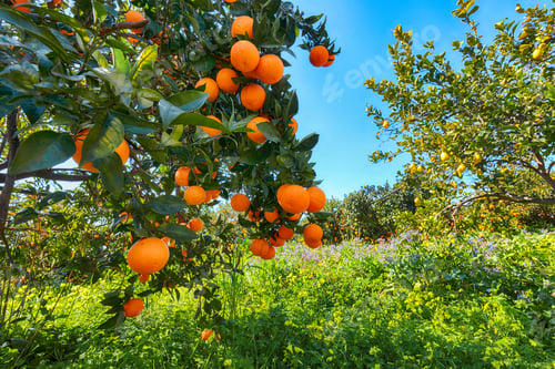 Preview: Ripe oranges on tree in orange garden.