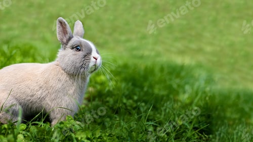 Preview: Little funny dwarf rabbit showing a tongue. Easter bunny on a green background.