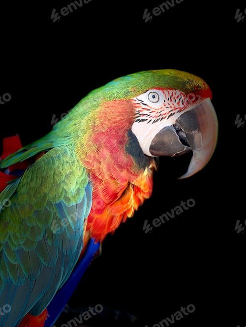 Preview: Beautiful parrot.