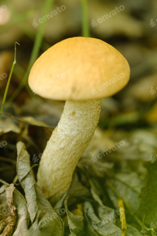 Preview: An edible aspen mushroom growing in the forest. Mushrooms in the forest. Mushroom picking
