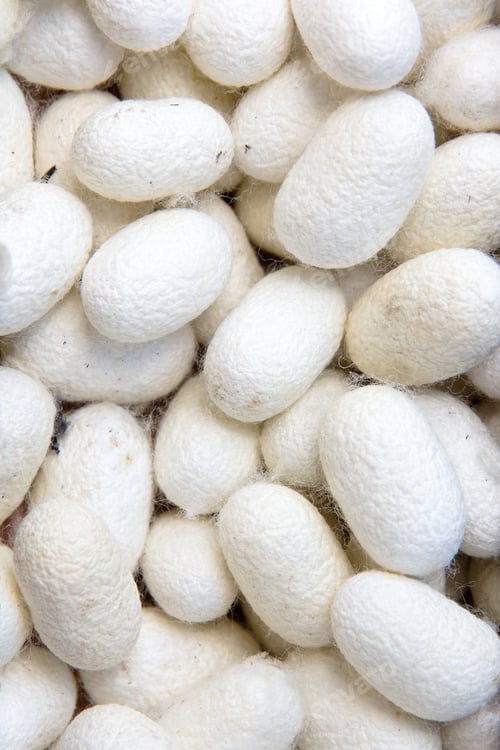 Preview: Silkworm Cocoon