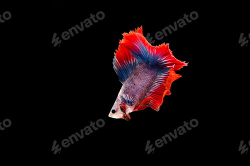 Preview: Beautiful colorful of siamese betta fish