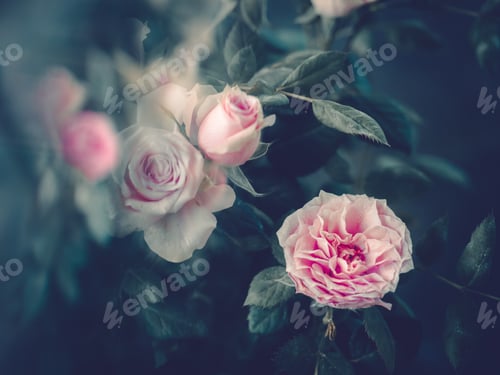 Preview: Pretty flower growing in garden