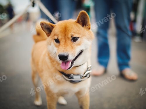 Preview: Shiba inu doge puppy dog pet pets walking on leash outdoors cute happy exercise