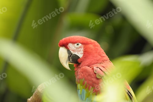 Preview: bird, parrot, Scarlet, Macaw