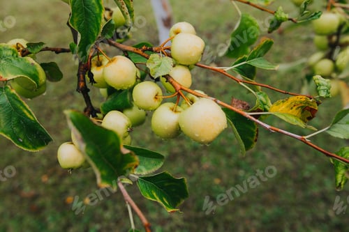 Preview: Closeup of the fresh ripe apples on the tree.
