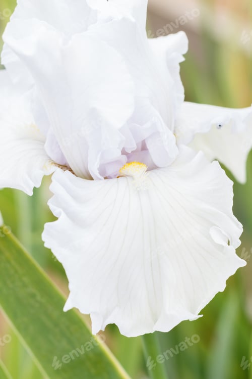 Preview: Beautiful white iris flower.