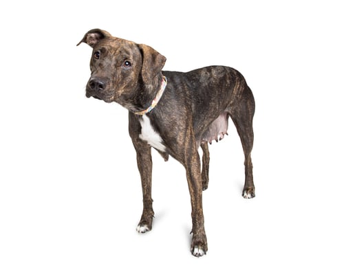 Preview: Lactating Female Dog on White