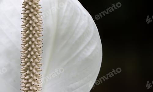 Preview: Detail of the Peace Lily flower, Spathiphyllum wallisii