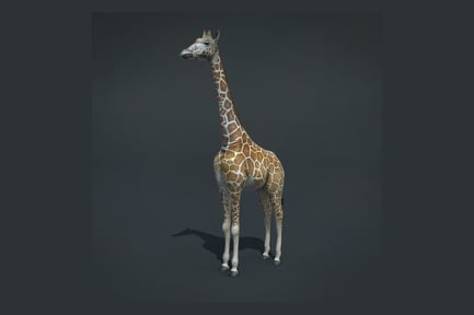 Preview: Spotted Giraffe