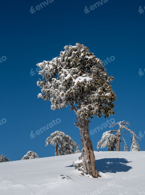Preview: Winter landscape in snowy mountains. frozen snowy lonely fir trees against blue sky