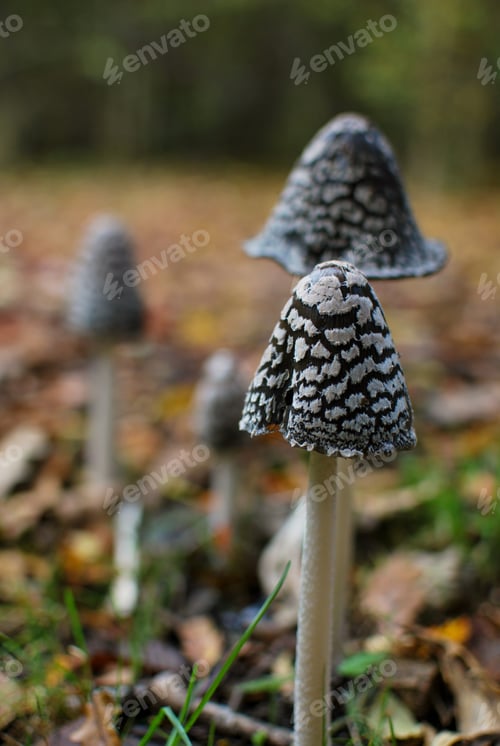 Preview: Autumn mushroom in the forest - fall leaves