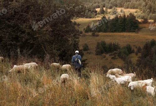 Preview: A man and herd of goats in nature, mountain life, autumn season