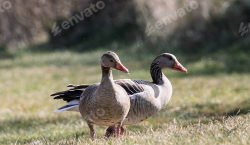 Preview: Two gooses walking on the field standing on the grass