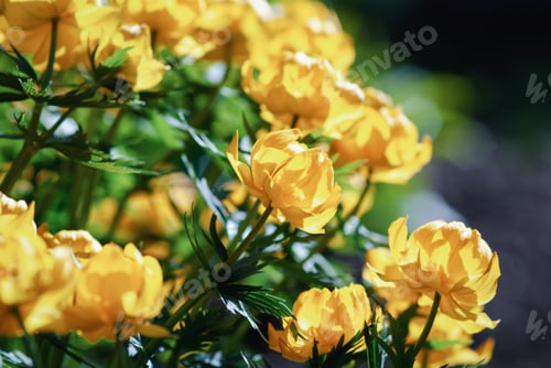 Preview: Yellow trollius flowers blooming in sunny garden, Trollius asiaticus in spring