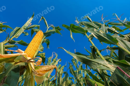 Preview: Corn on the cob
