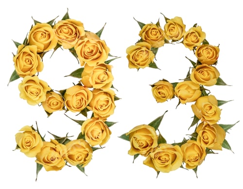 Preview: Arabic numeral 93, ninety three, from yellow flowers of rose, isolated on white background