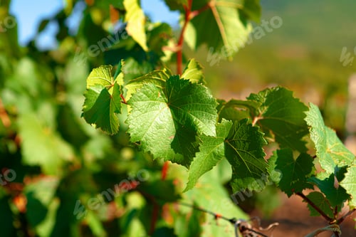 Preview: Grapes bush leaves in a vineyard close up