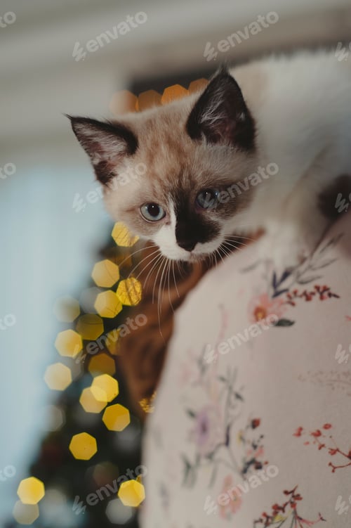 Preview: Beautiful Siamese cat with bokeh lights