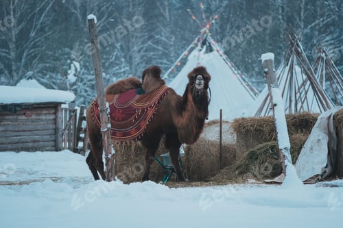 Preview: Portrait of camel winter background in snow