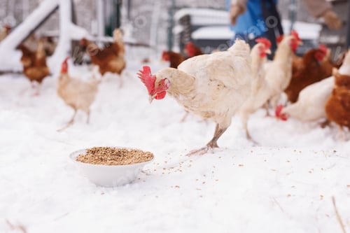 Preview: chicken eats feed and grain at an eco-poultry farm in winter, free-range chicken farm