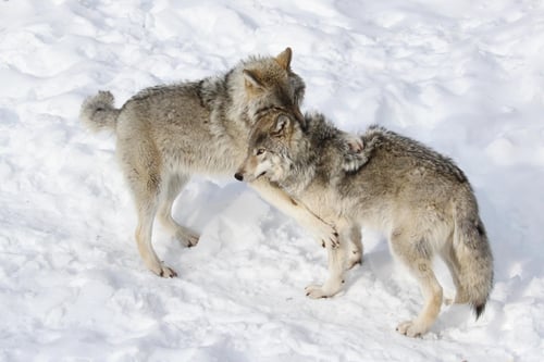 Preview: wolf, pack, togetherness, group, wilderness