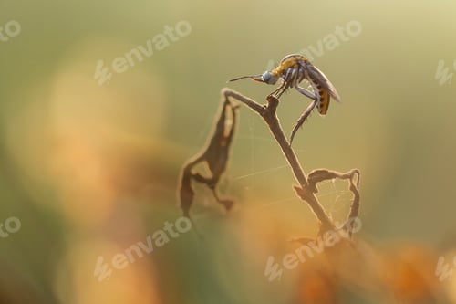 Preview: insect