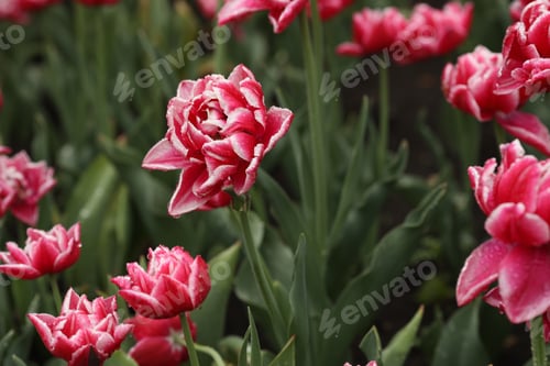 Preview: Tulips