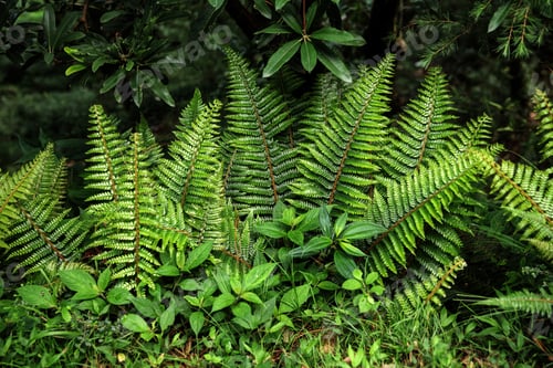 Preview: close-up view of beautiful green fern growing in Indian Himalayas, Dharamsala, Baksu
