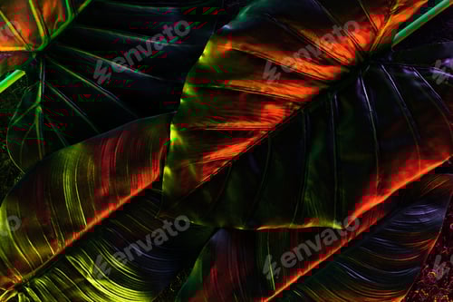 Preview: full frame image of beautiful palm leaves with red lighting