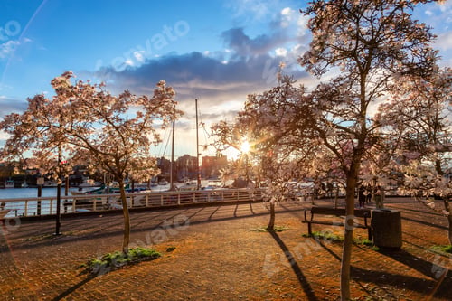 Preview: Cherry Blossom in Downtown Vancouver, British Columbia, Canada