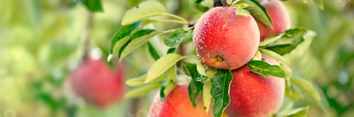 Preview: Apple tree