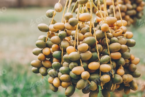 Preview: Dates palm branches with ripe dates