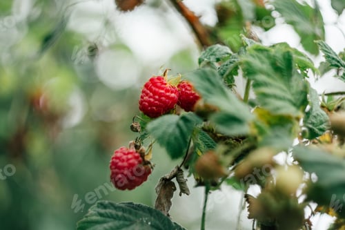 Preview: Blurred raspberry branch red and green with web between leaves on branch